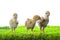 Three of little yellow kid chick standing on artificial green gr