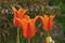 Three lively orange tulips. Front view