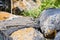 Three Lizards sunbathing on stones by Seven Lake in Armenia