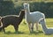 Three Llamas