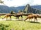 Three Llamas in front of Machu Picchu, the famous lost city of the Incas near the river Urubamba located in the region