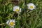 Three llittle daisies in the grass