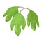 Three-lobed green leaves of sassafras tree with aromatic properties.