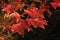 Three lobed orange to red coloured autumn leaves of Trident maple tree, latin name Acer buergerianum