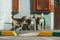 Three lone yard dogs look at one point waiting for a portion of food. Concept of care for homeless animals. With a blank