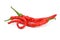 Three long curved red hot chili peppers