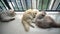 Three long hair ragdoll cats sleep at window, licking each other