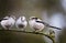 Three Long-tailed tits