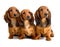 Three Longhair dachshund puppies