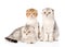 Three lop-eared scottish cats together looking at camera. on white