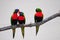 Three Lorikeet birds on branch