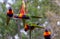 Three lorikeets on adjacent branches with another flying past