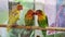 three lovebird parrot. large, colorful, beautiful parrots.