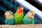 Three lovebird parrots sit clinging to each other and brushing their feathers