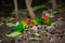 Three lovebirds foraging on ground, a flock of lovebirds