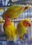 Three lovebirds are perched on the cage bars.