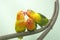 Three lovebirds are perched on the weft of the anthurium flower.