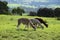 Three lovely alpaca eating grass in Australian farm
