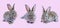 Three lovely bunny easter brown rabbit sitting on pink background. Lovely young rabbit sitting, Lovely mammal with beautiful