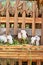 Three lovely kids feeding in palm leaves stall