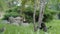 Three lovely little kittens playing outside in nature chasing an insect in the grass -