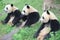 Three lovely pandas sitting on the grassland