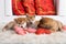Three lovely shiba inu puppies are lying together on the floor with red hearts