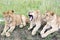 Three lovely young lion cub resting on the grass in the savannah