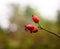 Three lush red ripe rose hips on branch rosa canina