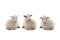 three Lying sheep isolated on a white