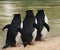 Three macaroni penguins