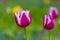 Three macro closeup pink tulips