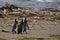 Three magellanic penguins