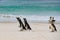 Three Magellanic penguins on beautiful white beach in front of green turquoise water of New Island, Falkland Islands