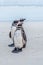 Three Magellanic penguins in line on beach