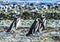 Three Magellanic penguins on Magdalena island in Chile
