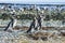 Three Magellanic penguins on Magdalena island in Chile