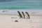 Three Magellanic penguins standing together on beautiful white beach of New Island, Falkland Islands
