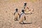 Three Magellanic penguins walking on a beach