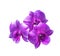 Three magenta orchid flowers isolated