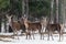 Three magnificent deer. Herd of adult great female deer cervus elaphus. Noble red deer, standing in Belorussian forest. Portrait