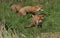 Three magnificent wild Red Fox Vulpes vulpes hunting for food to eat in the long grass.