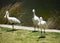 Three majestic Australian Platalea flavipes yellow billed royal spoonbills are standing by the l ake.