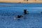 Three majestic brown and yellow bird in flight surrounded by blue ocean water and people relaxing on the beach