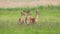 Three majestic fallow deer stags standing on meadow in summer.