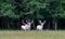Three majestic white deers in the game reserve, forest in the backgroung