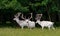 Three majestic white deers in the game reserve, forest in the backgroung