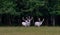 Three majestic white deers in the game reserve, forest in the backgroung