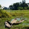 Three makoro dugout canoes, Okavango Delta, Botswana