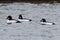 Three Male Common Goldeneyes